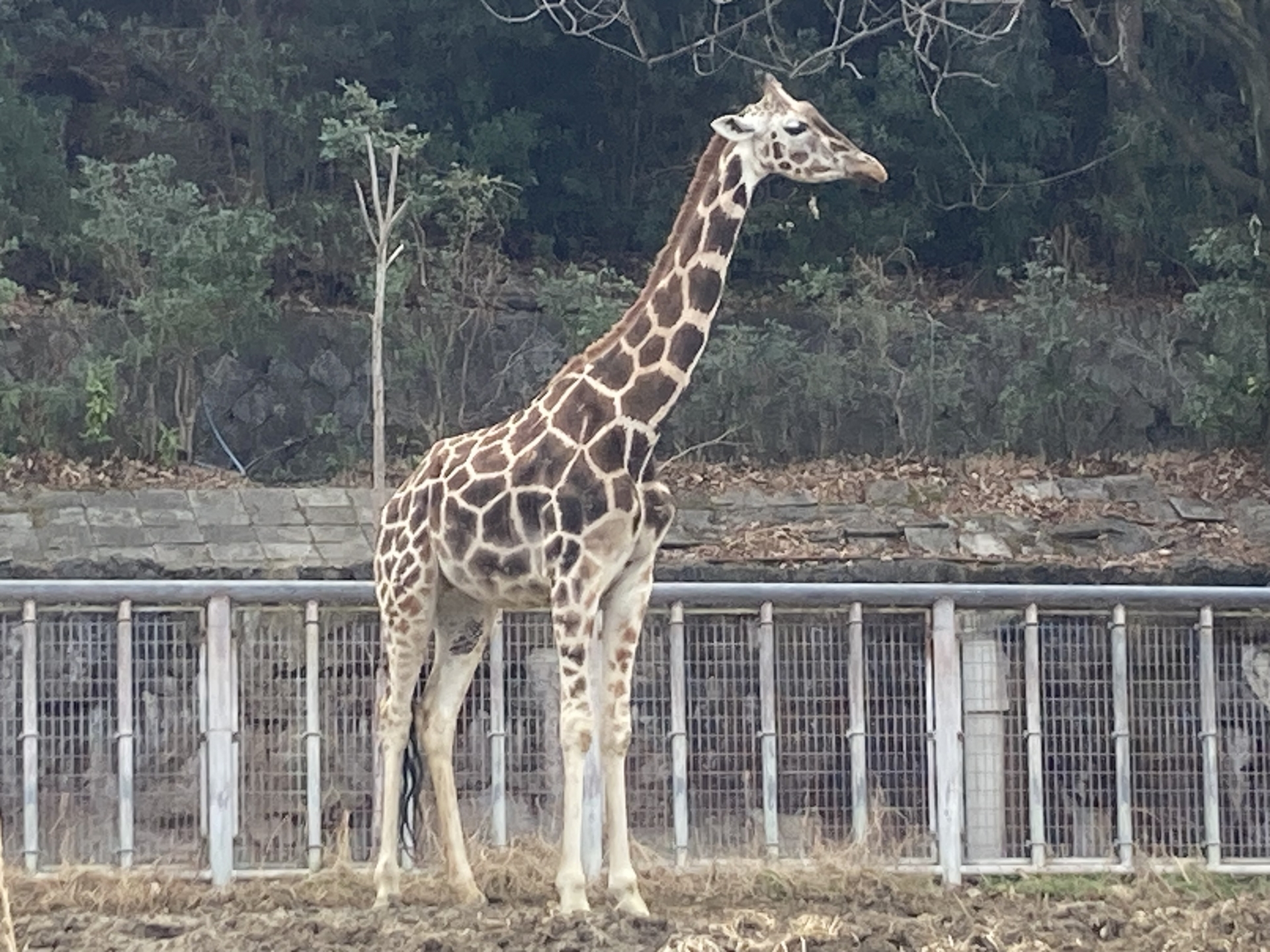 Giraffe