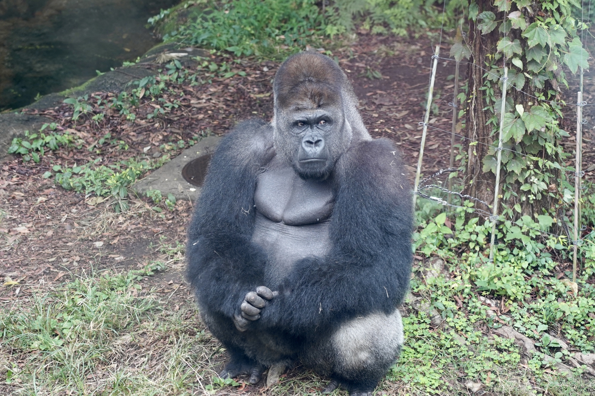 Gorilla