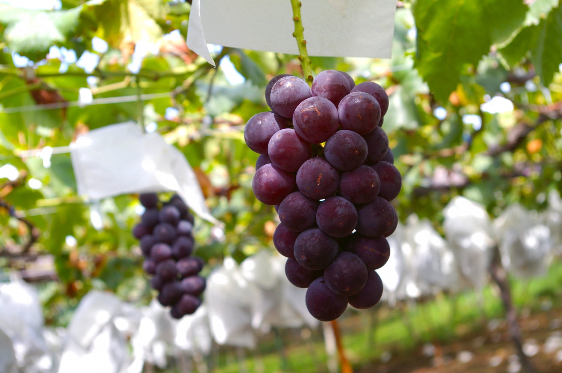 Grapes