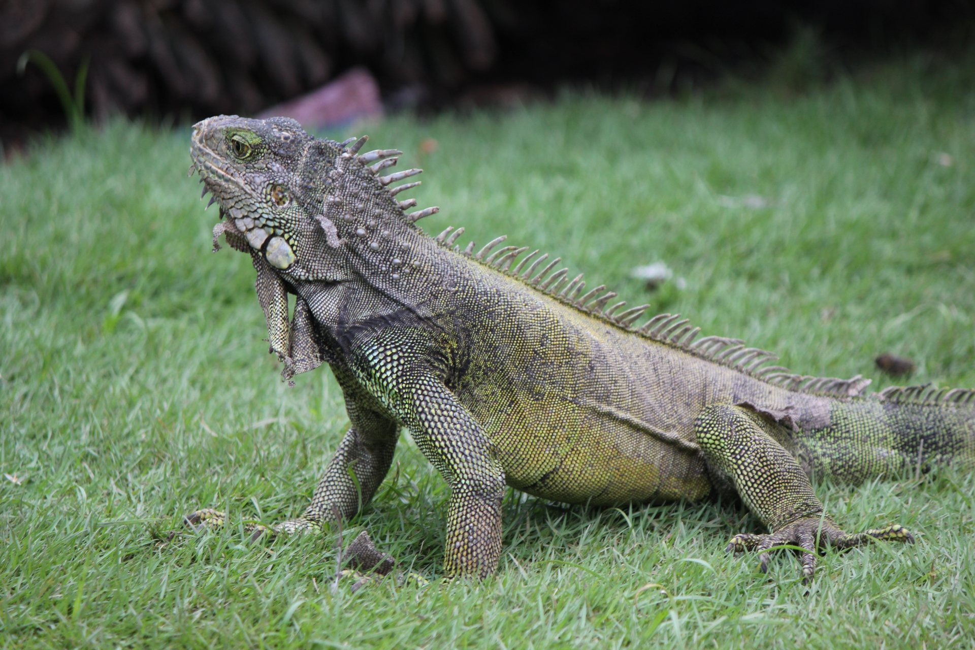 Iguana