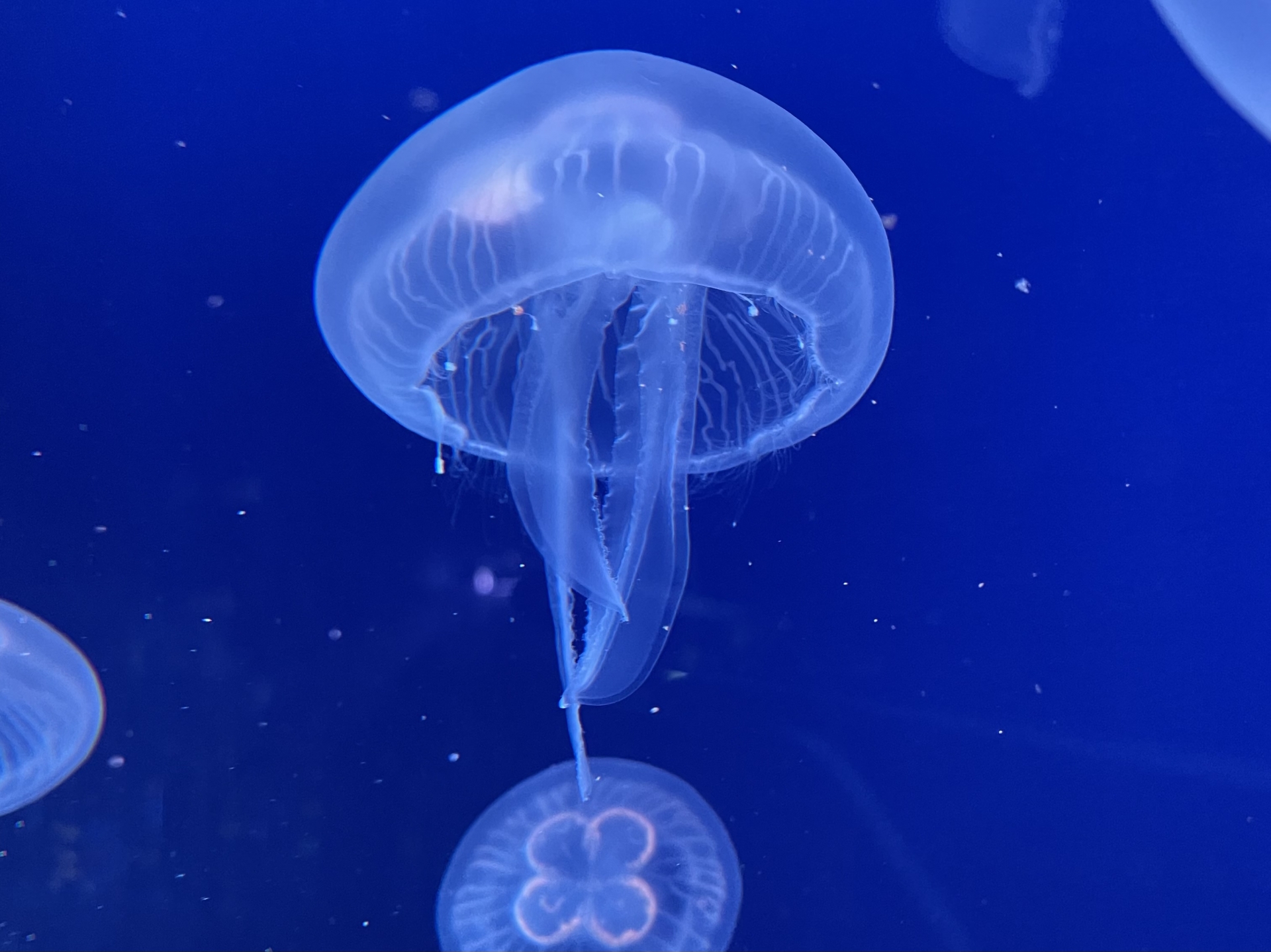 Jellyfish