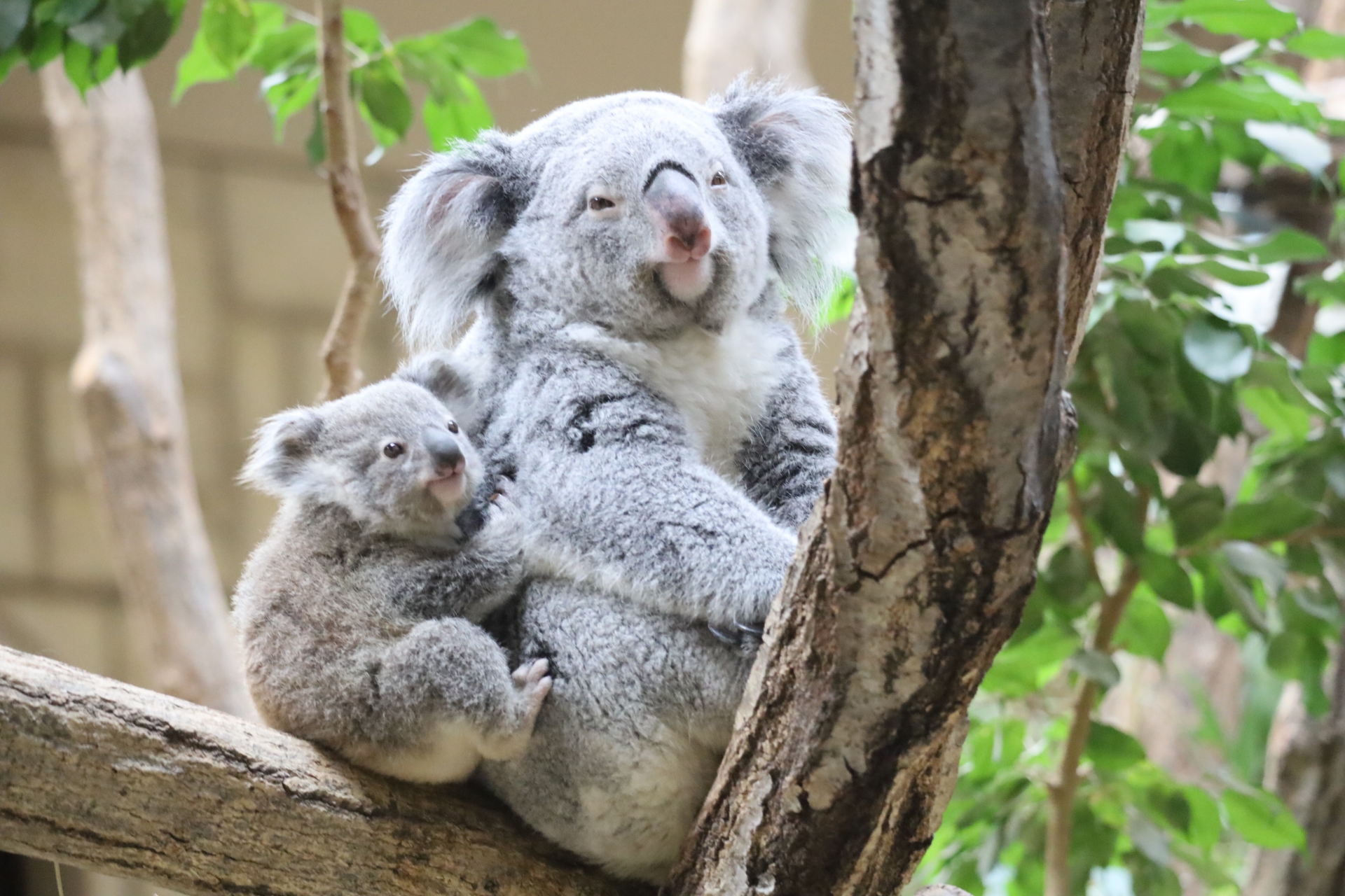 Koala