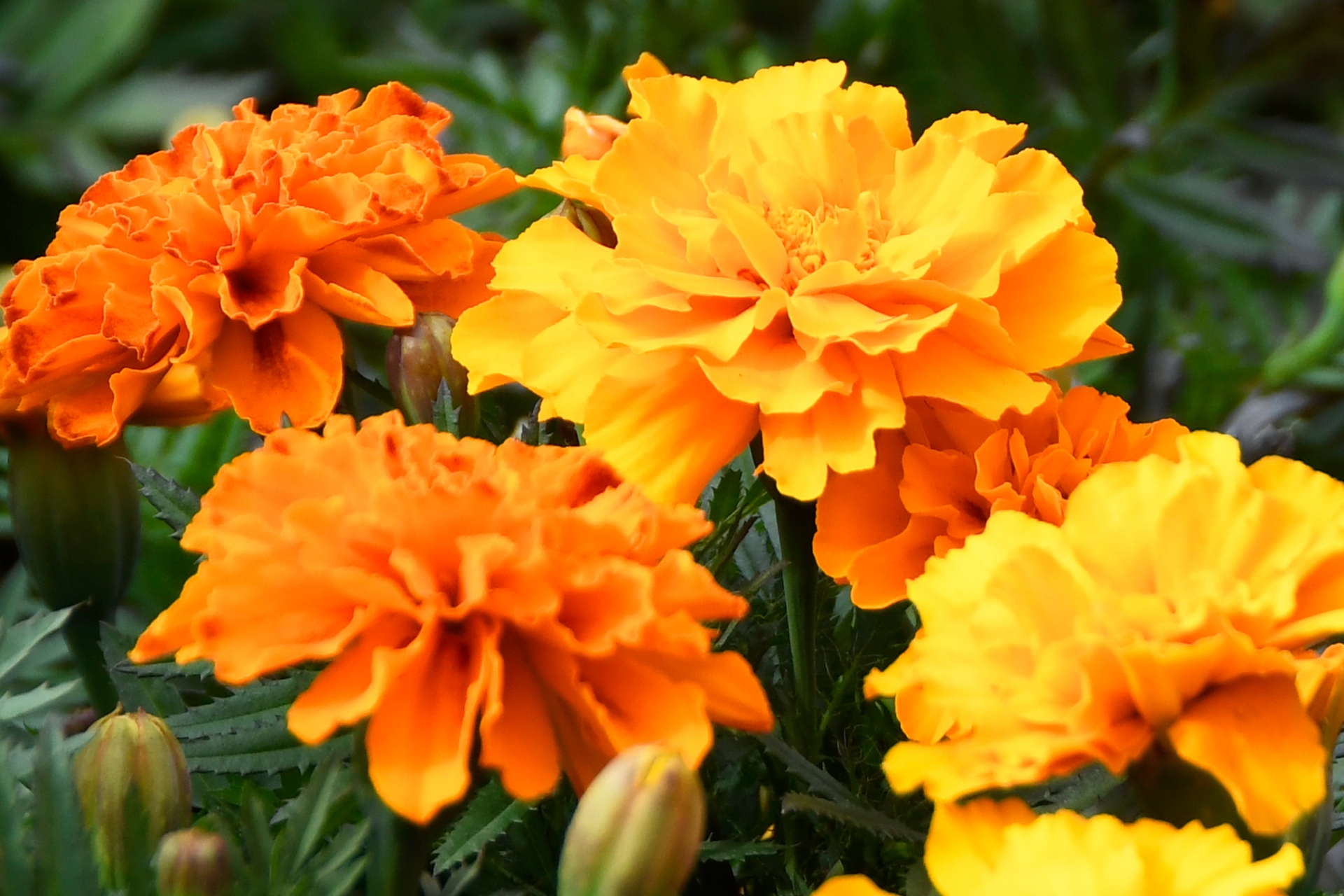 Marigold