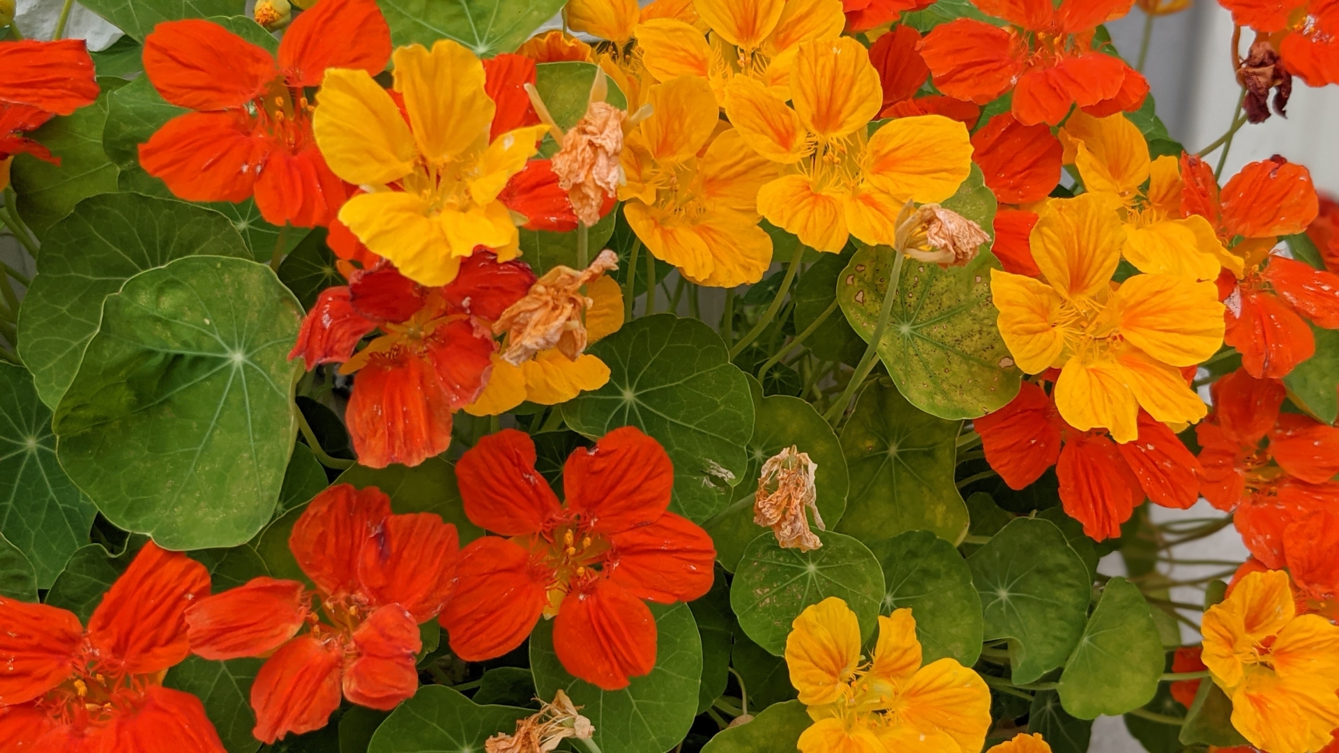 Nasturtium