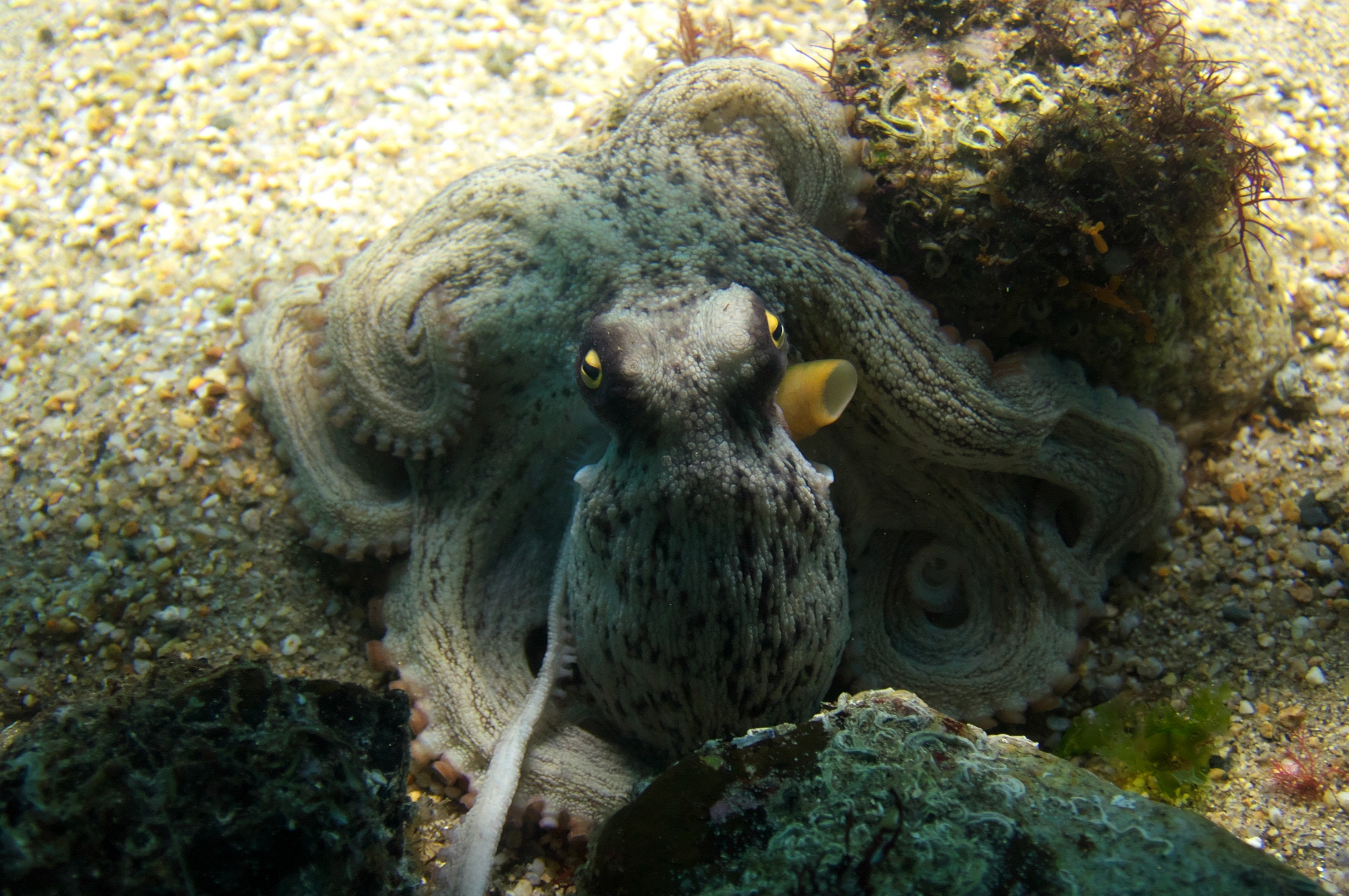 Octopus