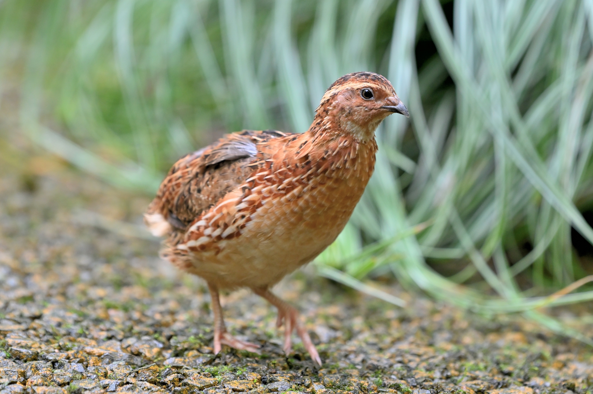 Quail