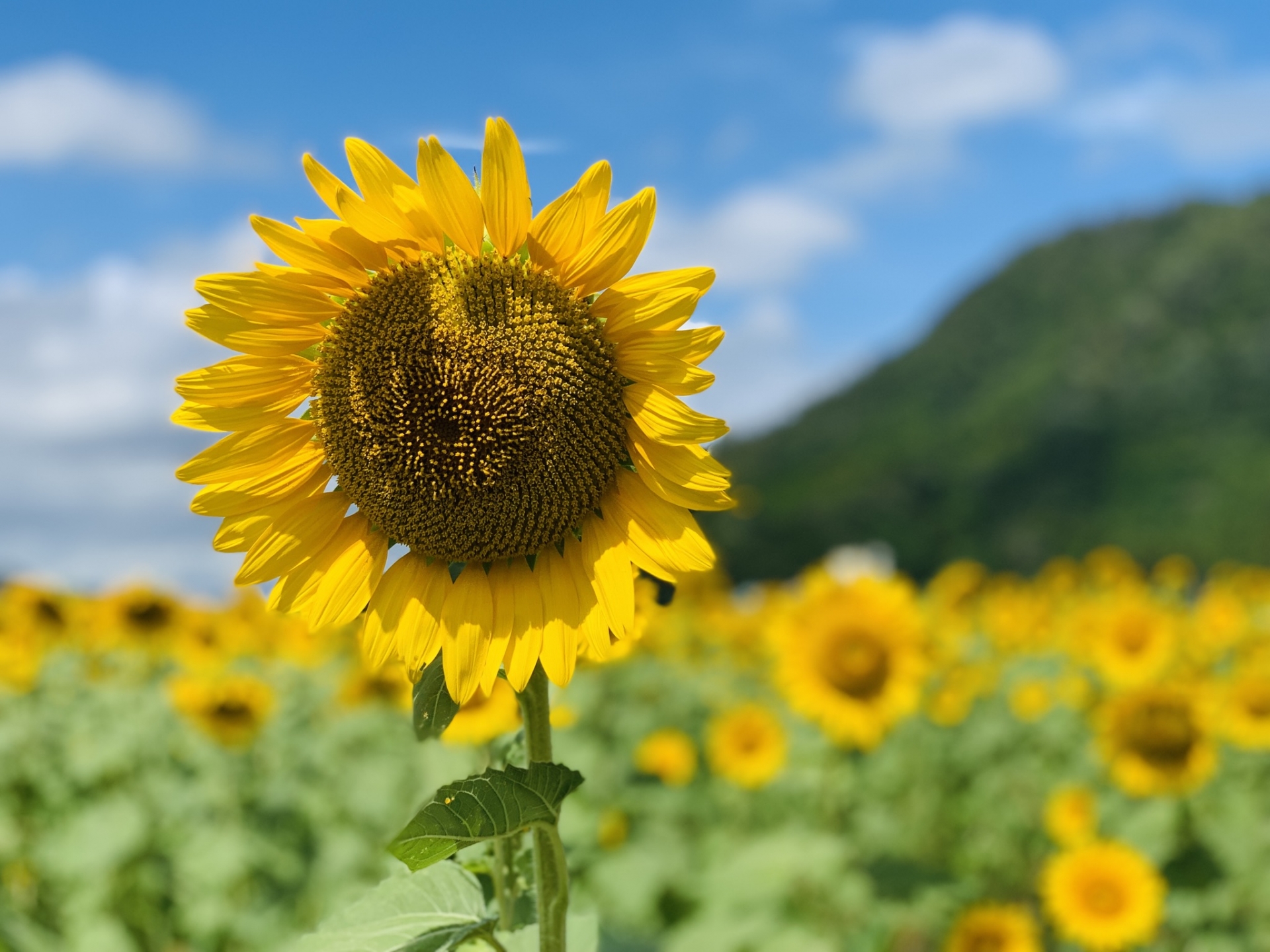 Sunflower