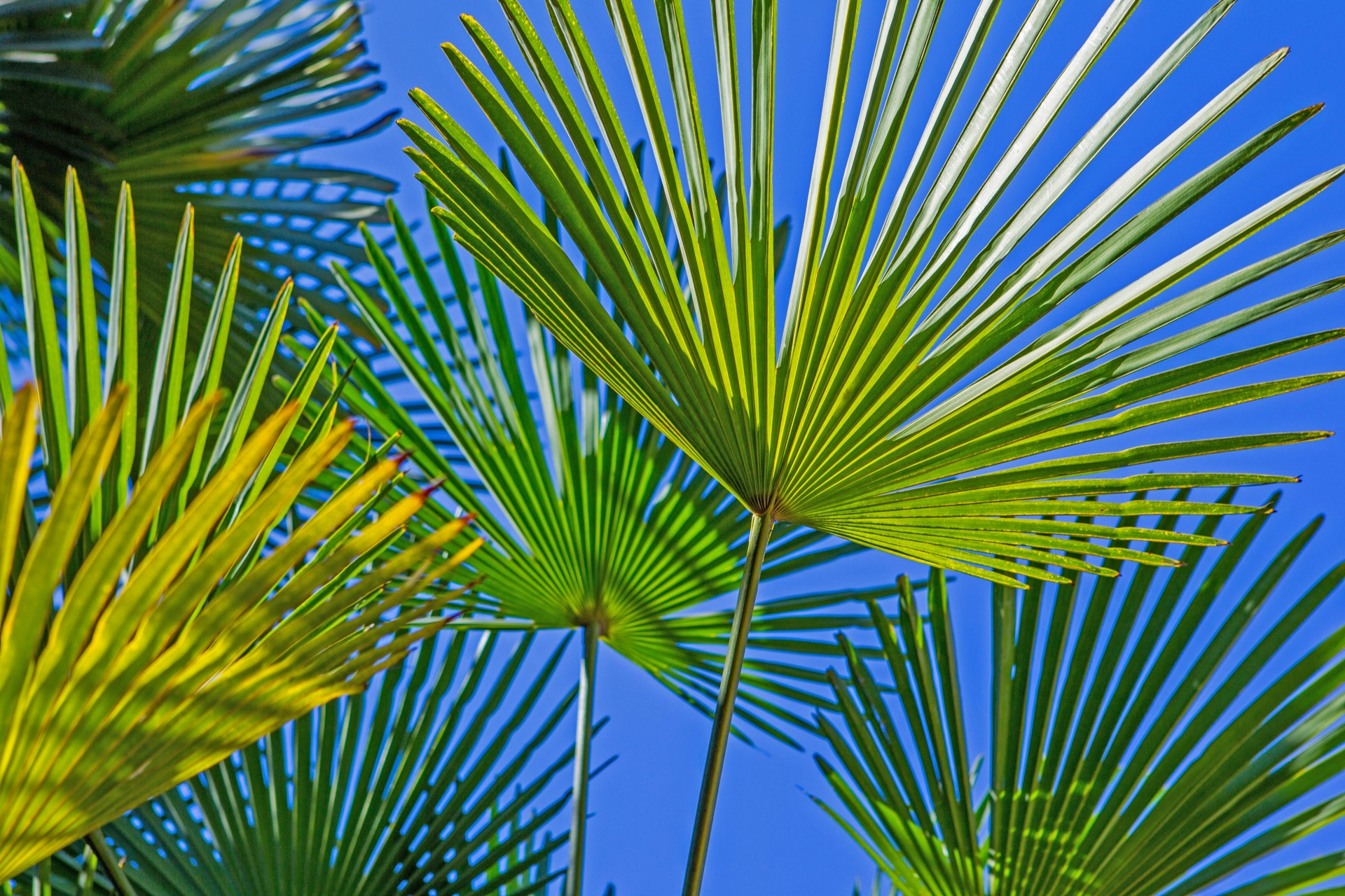 Umbrella plant