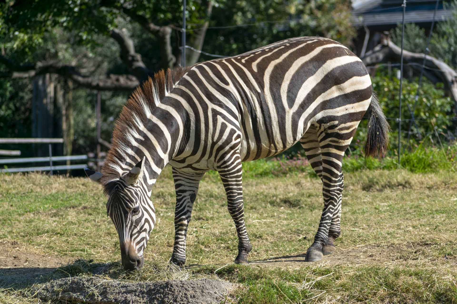 Zebra