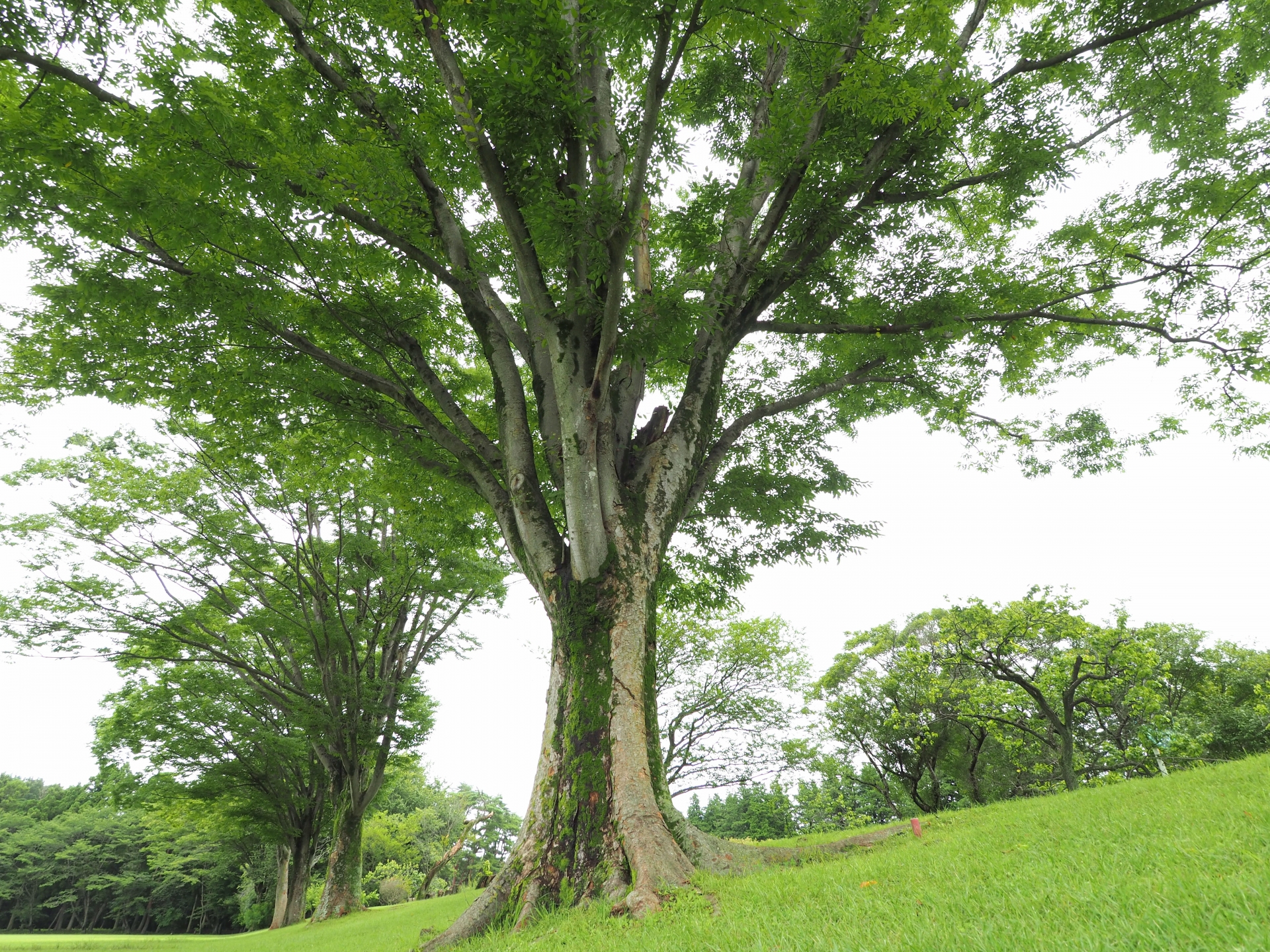 Zelkova