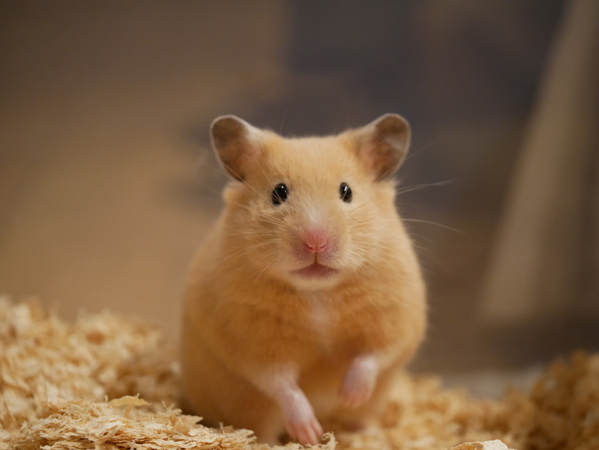 hamster