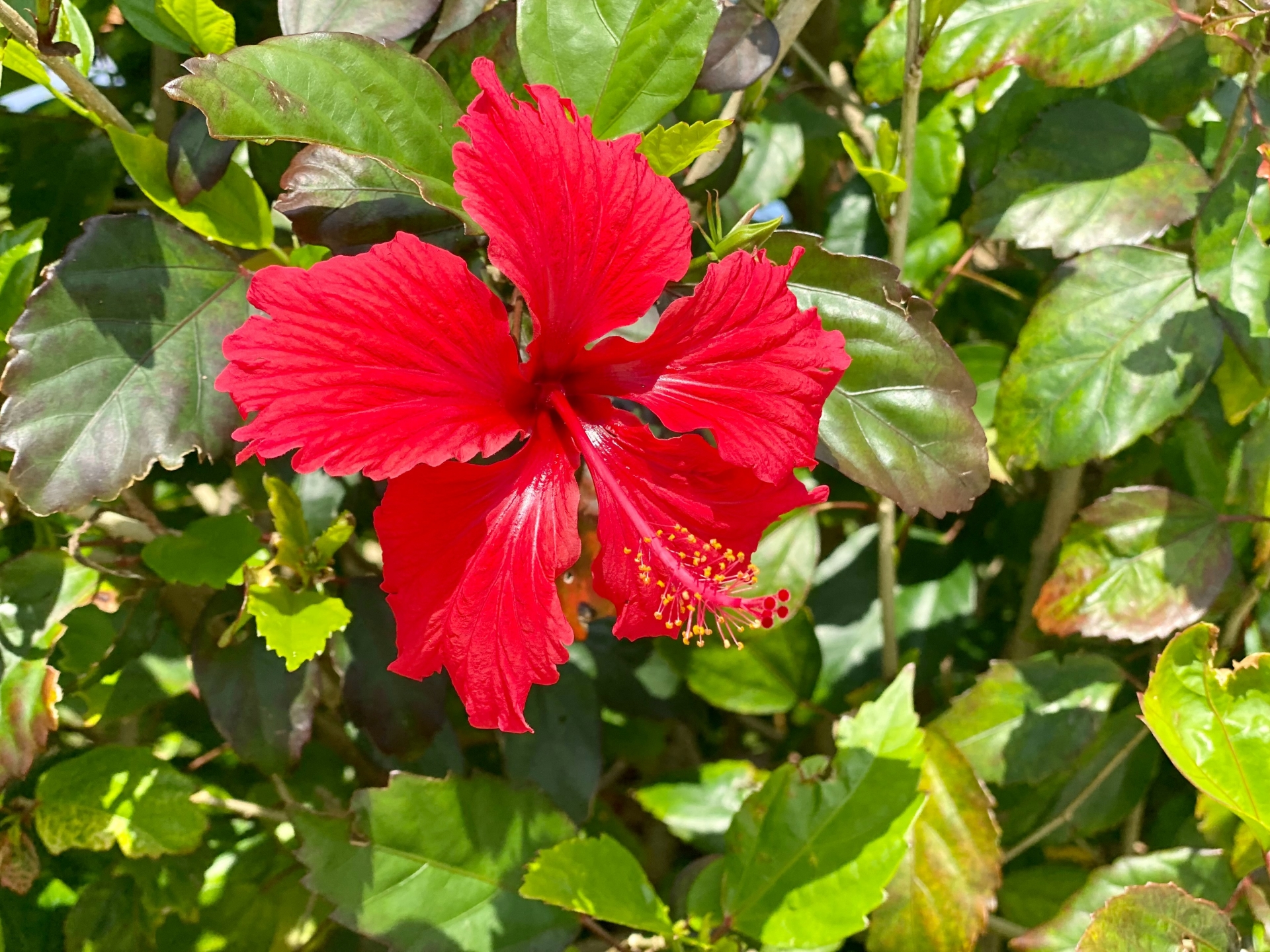 hibiscus