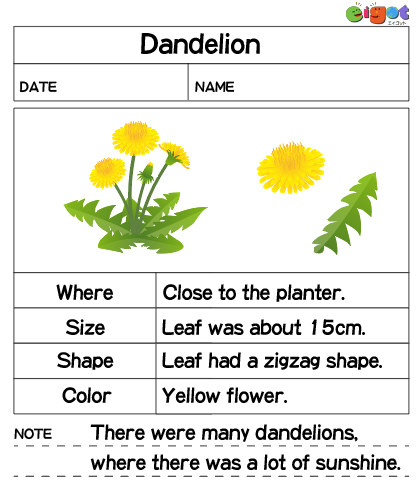 dandelion eigot