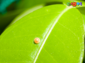 How to Raise Butterflies from Eggs on Leaves02-eigot